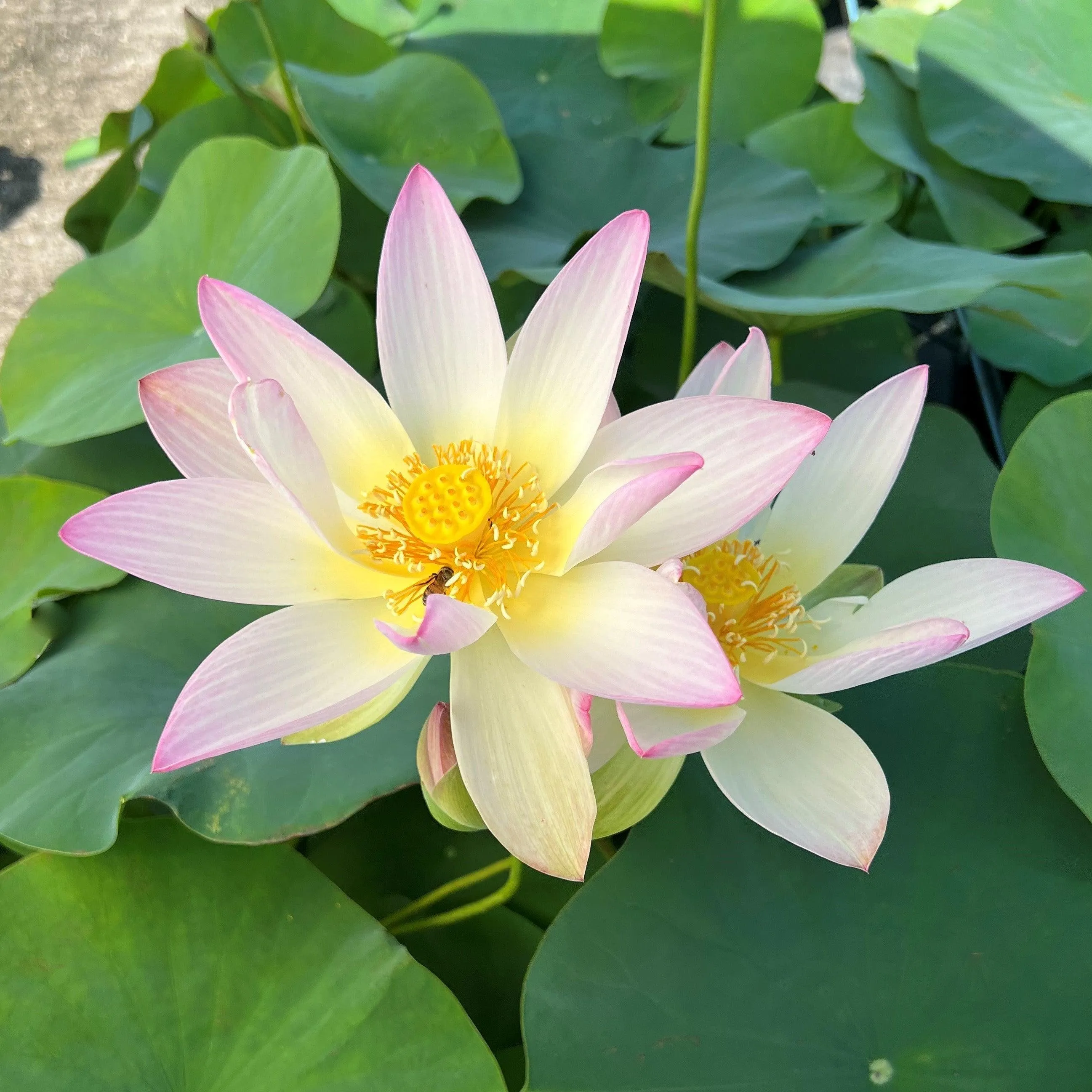 Dancing Phoenix Lotus (Bare Root)