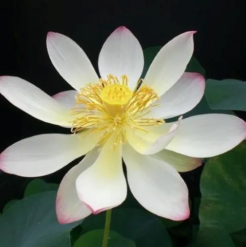 Dancing Phoenix Lotus (Bare Root)