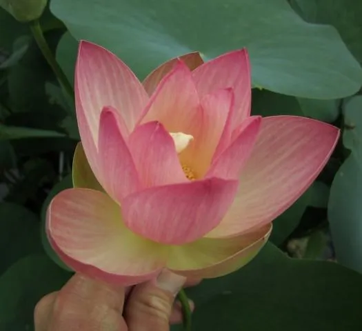 Dancing Phoenix Lotus (Bare Root)